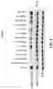 Fig. 09 - Rapamycin analogs and uses thereof