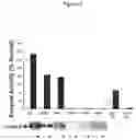 Fig. 06 - Methods for treatment of Fabry disease