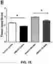Fig. 06 - COMPOSITIONS AND METHODS FOR THE TREATMENT OR PROPHYLAXIS OF A PERFUSION DISORDER