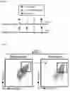 Fig. 02 - Pharmaceutical Composition for Preventing or Treating Hypersensitivity Immune Disease, and Method for Producing Same