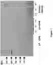 Fig. 02 - Formulations for Nutritional Support in Subjects in Need Thereof