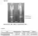 Fig. 09 - Human Type 14 Replication Defective Adenovirus Vector and Preparation Method for Same and Applications Thereof