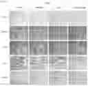 Fig. 08 - HER3 inhibitor for modulating radiosensitivity