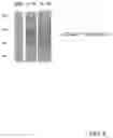 Fig. 06 - Compositions and methods for oral delivery of therapeutic cargo