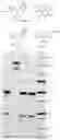 Fig. 01 - Selective reduction of cysteine-engineered antibodies