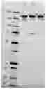 Fig. 03 - Selective reduction of cysteine-engineered antibodies
