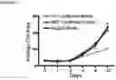 Fig. 04 - Synthetic Scaffolds for Metastasis Detection
