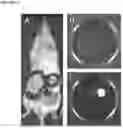 Fig. 14 - Synthetic Scaffolds for Metastasis Detection