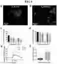 Fig. 05 - Biomaterials for neuronal implants and use of said biomaterials in the diagnosis and therapy of neuronal diseases