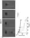 Fig. 10 - Biomaterials for neuronal implants and use of said biomaterials in the diagnosis and therapy of neuronal diseases