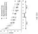 Fig. 64 - MAP kinase modulators and uses thereof
