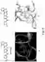 Fig. 08 - Functionalized pyrano[2,3-D]pyrimidin-7-one derivatives and methods for their preparation and use