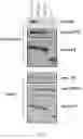 Fig. 06 - Peptides for angiogenic therapy