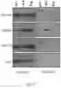 Fig. 07 - Peptides for angiogenic therapy