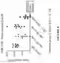Fig. 09 - Combination of TIM-4 antagonist and PD-1 antagonist and methods of use