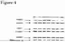 Fig. 05 - Methods to activate or block the HLA-E/Qa-1 restricted CD8+ T cell regulatory pathway to treat immunological disease