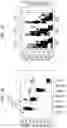 Fig. 06 - Monoclonal antibodies to human FLT3/FLK2 receptor protein