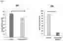Fig. 06 - COMPOSITIONS AND METHODS FOR C1Q TARGETED THERAPY