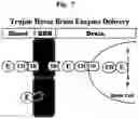 Fig. 08 - Methods and compositions for increasing alpha-L-iduronidase activity in the CNS