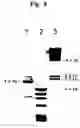 Fig. 09 - Methods and compositions for increasing alpha-L-iduronidase activity in the CNS