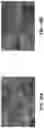 Fig. 09 - Sol-gel coating compositions including corrosion inhibitor-encapsulated layered metal phosphates and related processes