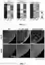Fig. 07 - Highly efficient organoid culture device and system