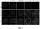 Fig. 08 - Highly efficient organoid culture device and system