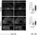 Fig. 09 - Highly efficient organoid culture device and system