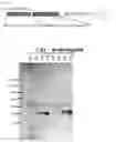 Fig. 02 - Method for producing Wnt protein and method for storing Wnt protein