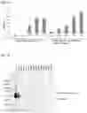Fig. 08 - Method for producing Wnt protein and method for storing Wnt protein