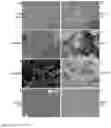 Fig. 02 - Generation of hepatocytes from pluripotent stem cells