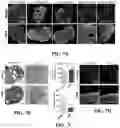 Fig. 09 - COMPOSITION FOR CULTURING BRAIN ORGANOID BASED ON DECELLULARIZED BRAIN MATRIX AND METHOD FOR PREPARING SAME