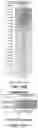 Fig. 22 - COMPOSITION FOR CULTURING BRAIN ORGANOID BASED ON DECELLULARIZED BRAIN MATRIX AND METHOD FOR PREPARING SAME