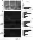 Fig. 02 - Method for producing cartilage cells induced to be differentiated from stem cells