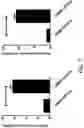 Fig. 08 - Method for producing cartilage cells induced to be differentiated from stem cells