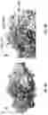 Fig. 04 - CONSTRUCTING ENZYME-BASED SENSORS