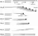 Fig. 02 - Methods and compositions for rapid nucleic acid library preparation