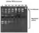 Fig. 01 - MODIFIED GUIDE RNAS, METHODS AND USES