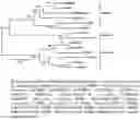 Fig. 02 - GENE IMPACTING CELLULOSE CONTENT AND BIOMASS FORMATION AND METHODS OF USE