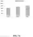 Fig. 08 - GENE IMPACTING CELLULOSE CONTENT AND BIOMASS FORMATION AND METHODS OF USE