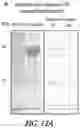 Fig. 22 - P-coumaroyl-CoA:monolignol transferase