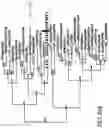 Fig. 35 - P-coumaroyl-CoA:monolignol transferase