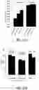 Fig. 41 - P-coumaroyl-CoA:monolignol transferase