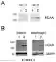 Fig. 07 - Acid-alpha glucosidase variants and uses thereof
