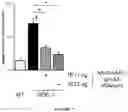 Fig. 08 - Acid-alpha glucosidase variants and uses thereof