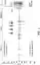 Fig. 02 - METHODS AND COMPOSITIONS RELATING TO DETECTION OF RECOMBINATION AND REARRANGEMENT EVENTS