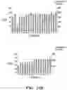 Fig. 43 - METHODS AND COMPOSITIONS RELATING TO DETECTION OF RECOMBINATION AND REARRANGEMENT EVENTS