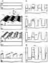 Fig. 01 - Nanowire grid polarizer on a curved surface and methods of making and using