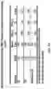 Fig. 19 - Method for measuring MRE11 in tissues to predict cystectomy or bladder sparing surgery plus chemoradiation therapy