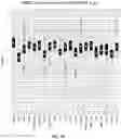 Fig. 20 - Method for measuring MRE11 in tissues to predict cystectomy or bladder sparing surgery plus chemoradiation therapy
